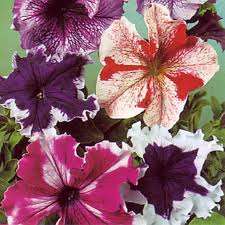 PETUNIA SUPERBISSIMA MISCUGLIO NR.100 SEMI